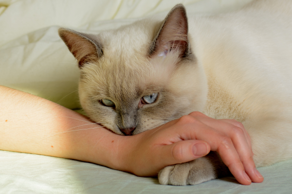 Desvende os significados de sonhar com gato mordendo!